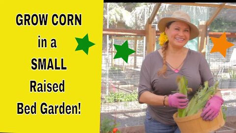 I'm Growing Corn in a Small (4x8 ft) Raised Bed! You Can Too! (Foodie Gardener) Shirley Bovshow