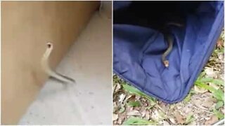 Mann finner slange i huset sitt i Australia