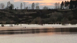 wolfdog swimming, in a different league