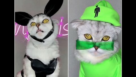 Ariana Grande and Billie Eilish Inspired Design Clothes for Cats