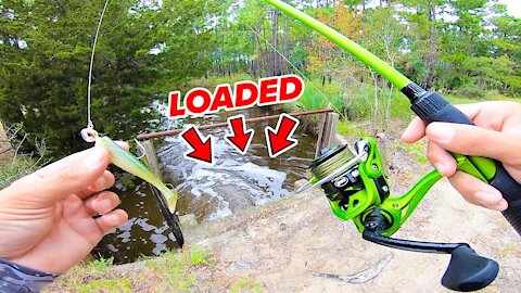My CRAZIEST Day of Fishing EVER! (LOADED w/ BIG FISH)