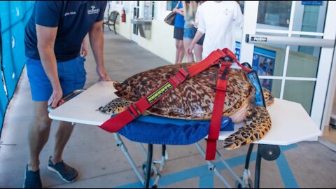 Loggerhead Marinelife Center treats sea turtle injured by shark