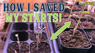 How I Saved My Dying Tomato Starts