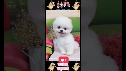 37_😂🐶😂 Baby Dogs - Cute and Funny Dogs Video 😂🐶😂 (2022)