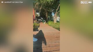 Homem salva cachorrinho de cair na água