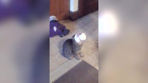 A Funny Cat Gets Its Head Stuck In A KFC Container