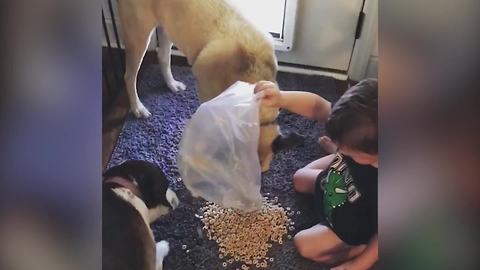 Funny Tot Boy Eats With His Dogs