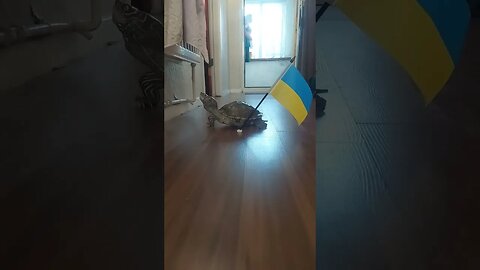 Flash the turtle is ready for war! #standwithukraine #warzone #turtle