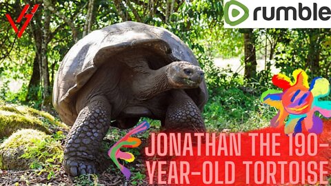 Jonathan the 190-year-old tortoise, the oldest in the world