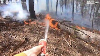 Un pompier sauve un kangourou des flammes en Australie