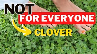 Clover Lawns 101