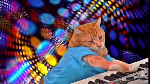 CATS WHO ARE GOOD AT PLAYING MUSIC 😂