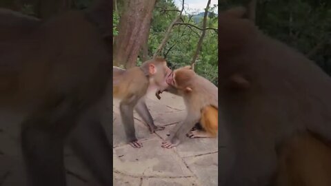 बंदरों का प्रेम||monkey funny video||dance monkey||cute monkey||#shorts #monkey