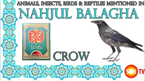 Crow - Animals, Insects, Reptiles & Amphibians in Nahjul Balagha (Peak of Eloquence)#imamali