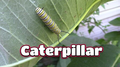 Monarch Caterpillars And A Chrysalis! 🦋