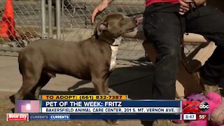 Pet of the Week: Fritz