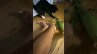 Playful kitty #cat wants 2 catch giant hairy #bug she thinks vegetable is #alive #shorts #funnycats