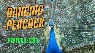 Dancing Peacock, Peacock Minute, peafowl.com