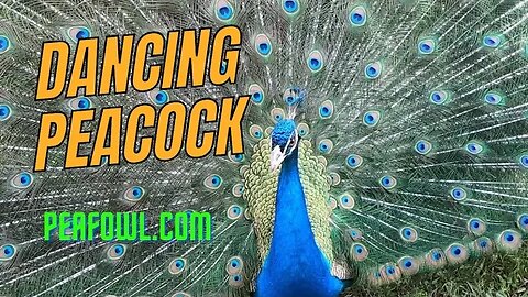 Dancing Peacock, Peacock Minute, peafowl.com