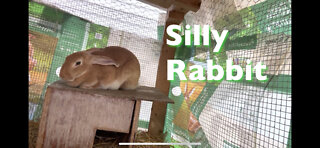 Silly Rabbit