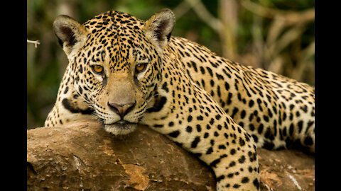 Docile jaguar