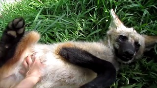 Adorable Baby Wolf Can't Resist Tummy Scratch