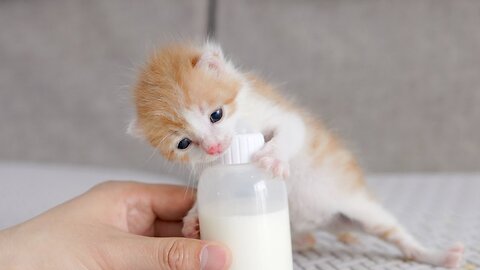 Rescued Kittens Clinging To The Milk Bottle In Their Hands