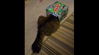 Petunia And The Mt Dew Box (Featuring Petunia The Norwegian Forest Cat)