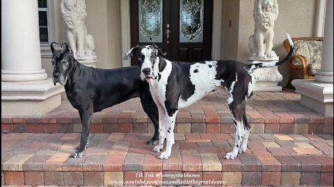 Playful Great Danes' Funny Almost Front Door Newspaper Delivery Dash