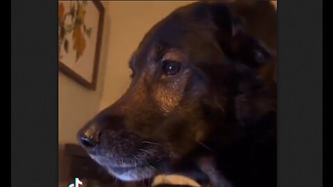 Dog On Facetime With His Friend