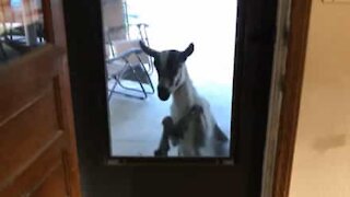 Cette chèvre frappe à la porte de ses voisins pour entrer