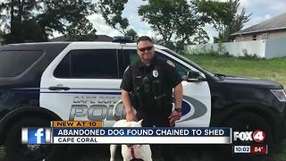 Abandoned dog found chained to shed