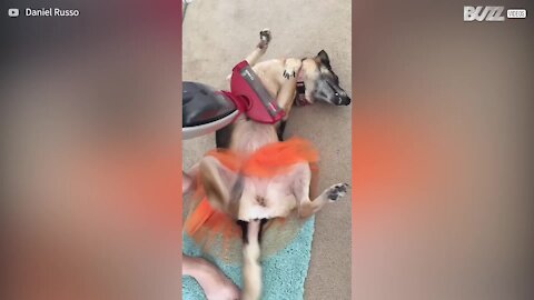 Dog gets vacuum cleaner massage - 1