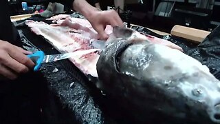 Sturgeon Fishing Tips and Tricks - BONUS How To Fillet Sturgeon (Live Fishing Show)