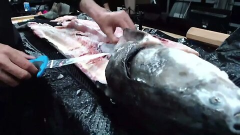 Sturgeon Fishing Tips and Tricks - BONUS How To Fillet Sturgeon (Live Fishing Show)