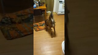 A Dog That Rears up when Excited