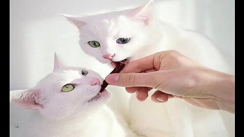 Two cute cats love with friend