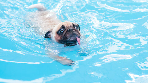 Teach Dogs To Swim