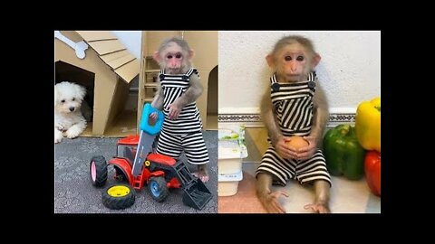 Funny monky 🙉 cute monky,🙈 cute and funny animals 2022