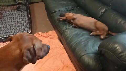 Smart #RhodesianRidgeback Uses Pup's Toy To Lure Her Off His Couch