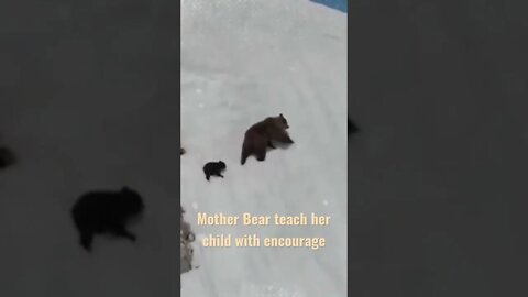 Mother bear teach her child #bear #bearmother #motherbear #short #shorts