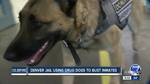 Denver Jail using drug dogs to bust inmates