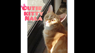 Cutie Kitty Nala