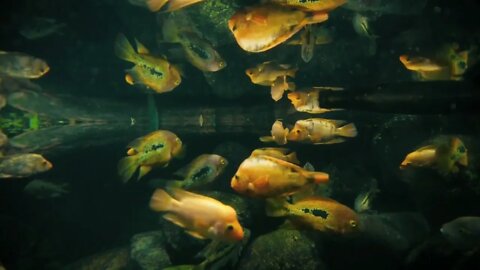 gold orange fish. sea life. ocean animals. fish background