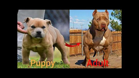 Dogs Grow Up -a big kid now Baby to Adult Dogs