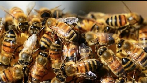 Vegas area beekeepers give advice on bee swarming season