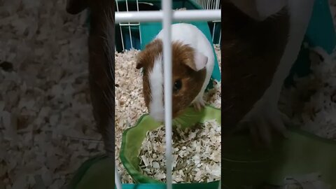 Cute Guinea Pig