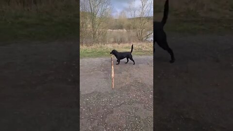 The branch manager actually managing the branch! 🐕