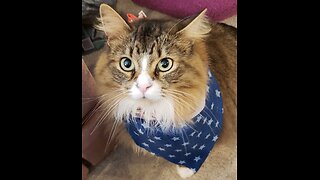 HAPPY 4TH OF JULY From Petunia The Norwegian Forest Cat