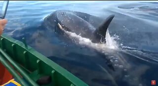 Orcas swim next to the boat